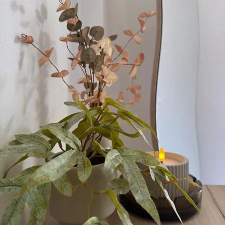 Zante Flower & Αλυκανάς